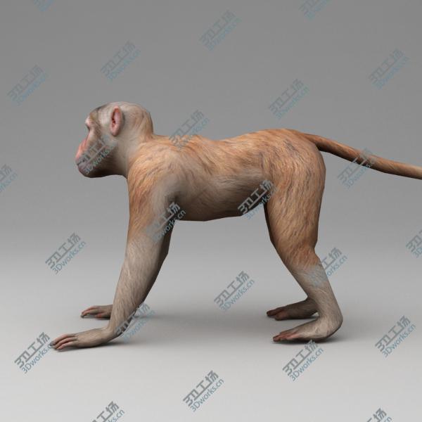 images/goods_img/202105073/Rhesus macaque rigged/5.jpg